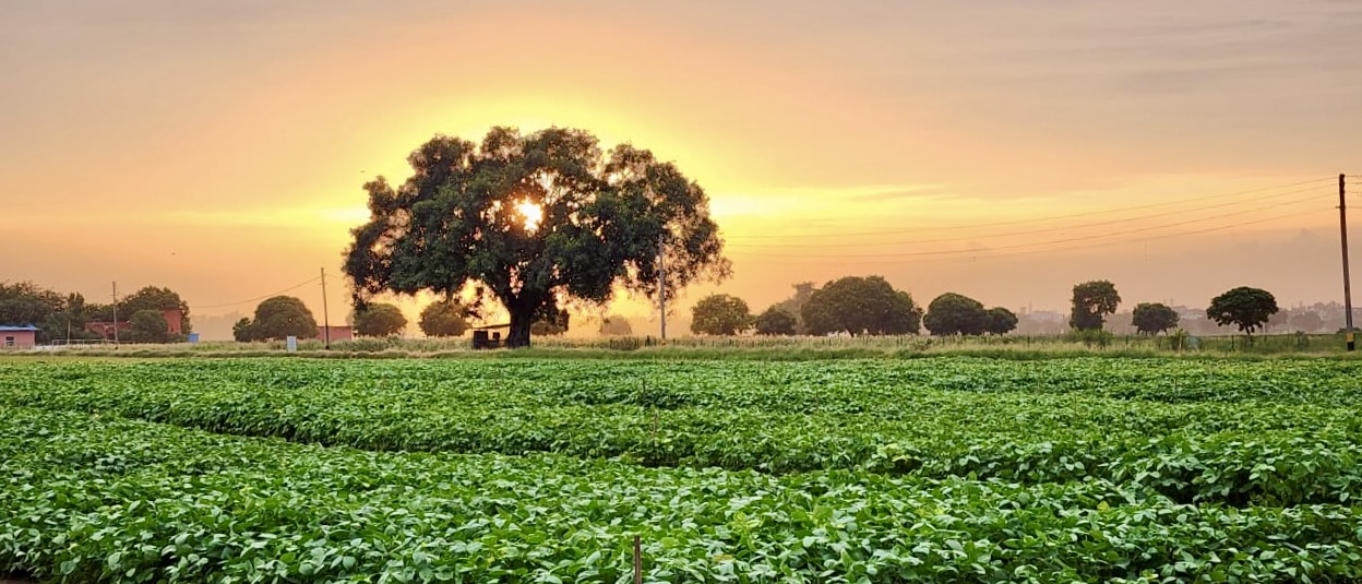 Welcome to ICAR-Indian Agricultural Research Institute